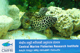 Mandapam CMFRI Aquarium